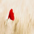 Remembrance Service